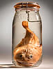 jarredfish
