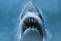 jaws