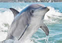 kingdolphin