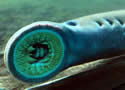klamprey