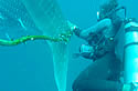 kohshark