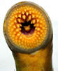 lamprey