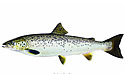 landlocksalmon