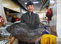 largefish