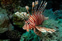 lionfish