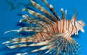 lionfish