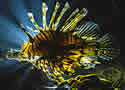lionfishbacklight