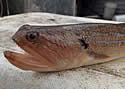 lizardkiwi