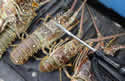 lobsters