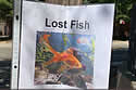 lostfish