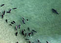 masharks