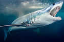 mako