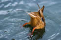 mallard