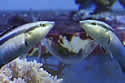 mirrorfish