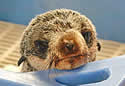 moseal