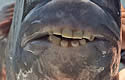 monsterteeth