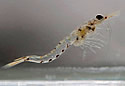 mysisshrimp