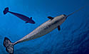 narwhal