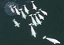 narwhale