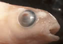 noswimfish