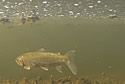 nyfish