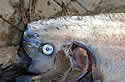 oarfish