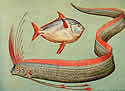 oarfishpic