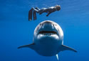 oceanramsey