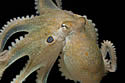octopusx