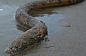 pacificeel
