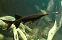 paddlefish