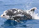patchesdolphin