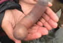 penisfishland