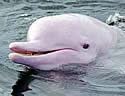 pinkdolphinsthai