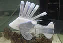 plasticfishblood