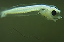 plasticfishlarvae
