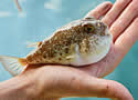 pufferfish