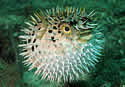 pufferfishturkey