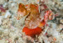 pygmy