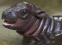 pygymyhippo