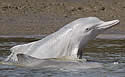 queenslanddolphin