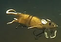 ratlure