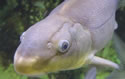 razorback