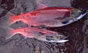 redsalmon