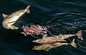 redfish