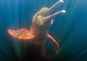 riverdolphin
