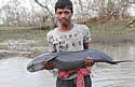 riverdolphinindia
