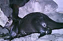 riverotterbeady