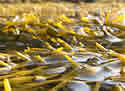 rockweed