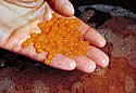 salmoneggs